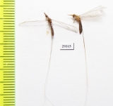 Nemopteridae sp.  Iran, Sistan prov. - INSECTS-STORE.RU