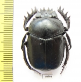 Scarabaeus transcaspicus  Uzbekistan - INSECTS-STORE.RU