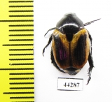 Rutelinae sp.  Zimbabwe - INSECTS-STORE.RU