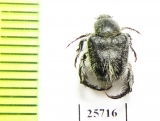 Hopliini sp.  South Africa Rep. - INSECTS-STORE.RU