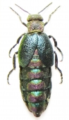 Meloidae - INSECTS-STORE.RU