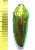 Callopistus castelnaudi  Malaysia - INSECTS-STORE.RU