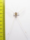 Nemopteridae sp.  Malawi - INSECTS-STORE.RU