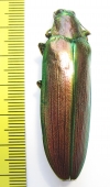 Megaloxantha purpurascens peninsulae, female  Malaysia - INSECTS-STORE.RU