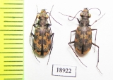 Cylindera apiata  Argentina - INSECTS-STORE.RU