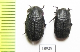 Thanatophilus rugosus  China, Quinghai prov. - INSECTS-STORE.RU