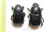 Chironitis sterculius  Kazakhstan - INSECTS-STORE.RU
