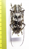 Epepeotes desertus  Indonesia, Ceram isl. - INSECTS-STORE.RU