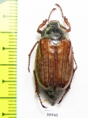 Melolontha pectoralis  Georgia - INSECTS-STORE.RU