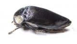 Sternocera orissa ssp.  Zimbabwe - INSECTS-STORE.RU