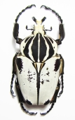 Cetoniinae - INSECTS-STORE.RU