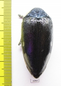 Sternocera orissa ssp.  Zimbabwe - INSECTS-STORE.RU