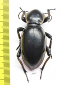 Phanerotomea arnoldi, male  Zimbabwe 50mm - INSECTS-STORE.RU