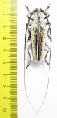 Deliathis quadritaeniator  Ecuador  41mm - INSECTS-STORE.RU