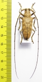 Dolichoprosopus philippinensis  Philippines - INSECTS-STORE.RU