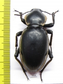 Phanerotomea arnoldi, female  Zimbabwe 51mm - INSECTS-STORE.RU