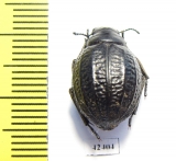 Pimelia stroebli  Spain - INSECTS-STORE.RU