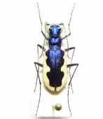 Cicindelinae - INSECTS-STORE.RU