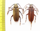 Strongylaspis sp., pair  Costa Rica - INSECTS-STORE.RU