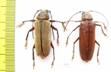 Strongylaspis sp., pair  Costa Rica - INSECTS-STORE.RU