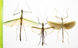 Phasmatodea sp.  Indonesia, Kalimantan - INSECTS-STORE.RU