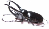 Chalcosoma caucasus janssensi  Indonesia, Sumatra 112mm - INSECTS-STORE.RU