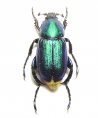 Glaphyridae - INSECTS-STORE.RU