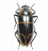 Erotylidae - INSECTS-STORE.RU