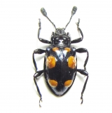 Endomychidae - INSECTS-STORE.RU