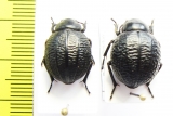 Pimelia monticola  Spain - INSECTS-STORE.RU