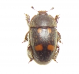 Nitidulidae, Helotidae - INSECTS-STORE.RU