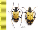 Brachyta bifasciata  Russia, Far East - INSECTS-STORE.RU