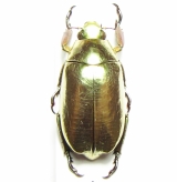Rutelinae - INSECTS-STORE.RU