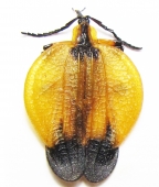 Lycidae, Lampyridae - INSECTS-STORE.RU