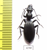 Cypholoba alstoni  South Africa Rep. - INSECTS-STORE.RU