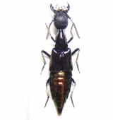 Staphylinidae - INSECTS-STORE.RU