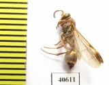 Hymenoptera sp.  India - INSECTS-STORE.RU