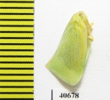 Homoptera sp.  India - INSECTS-STORE.RU