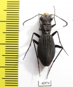 Dromica sp., female  South Africa Rep. - INSECTS-STORE.RU
