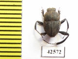 Sisyphus sp.  South Africa Rep. - INSECTS-STORE.RU