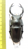 Rhaetulus crenatus crenatus  Taiwan 49mm - INSECTS-STORE.RU