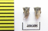 Membracidae sp.  India - INSECTS-STORE.RU