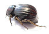 Tenebrionidae sp.  South Africa Rep. - INSECTS-STORE.RU