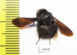 Hymenoptera sp.  Argentina - INSECTS-STORE.RU