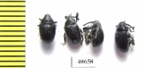 Curculionidae sp.  Argentina - INSECTS-STORE.RU