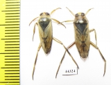 Notonecta sp.  Russia - INSECTS-STORE.RU