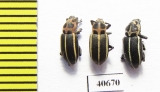 Curculionidae sp.  Argentina - INSECTS-STORE.RU
