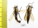 Asilidae sp., pair  Argentina - INSECTS-STORE.RU
