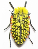 Buprestidae - INSECTS-STORE.RU
