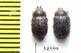 Aesalus ulanovskii, pair  Russia, N.Caucasus - INSECTS-STORE.RU